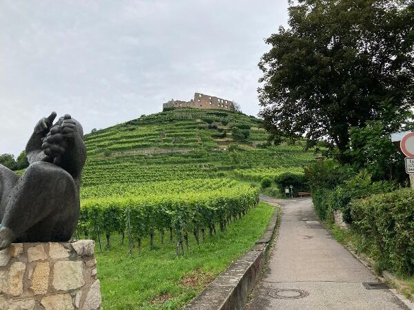 Neumitglieder 2025-Tour - Eine Runde oberhalb von Staufen und zurück