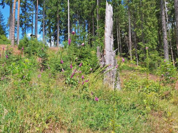 Dienstag 3 Stunden Wanderung