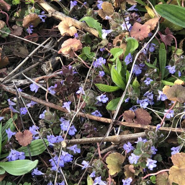 Panoramaweg Augenweide