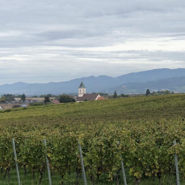 Überraschungs-Tour in den Weinbergen