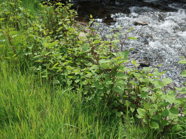 Naturschutz Pflege am Ufer des Neumagens